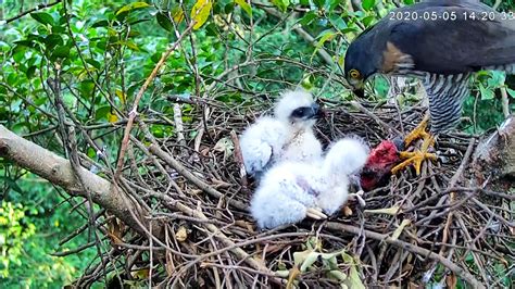 家裡築鳥巢|都會鳥巢秘錄｜如何友善對待城市鳥